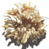 16 inch strand of Natural Irregular Shell Sticks